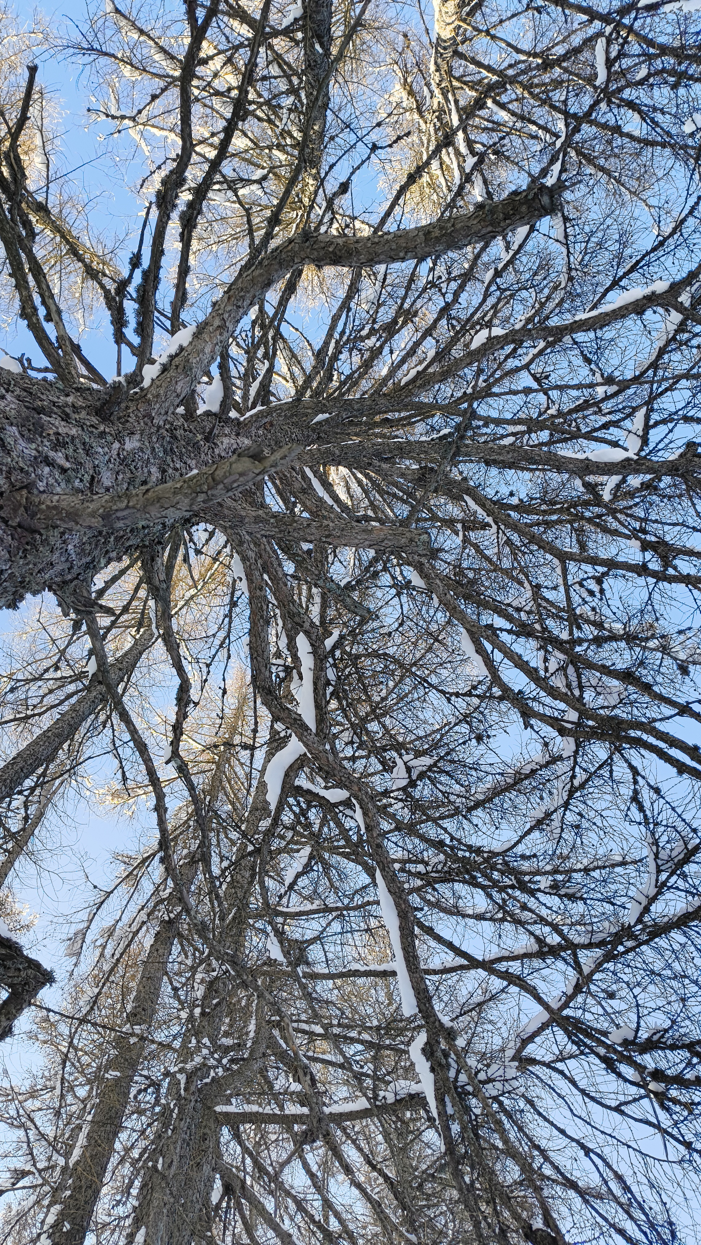 Foto n° 18 del trekking Cimone di Margno